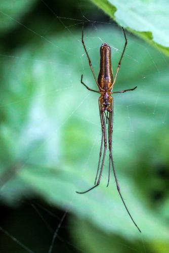 Tetragnatha montana
